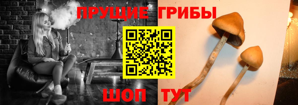 Сибай  Галлюциногенные грибы Cubensis  где можно купить   Вход с VPN 